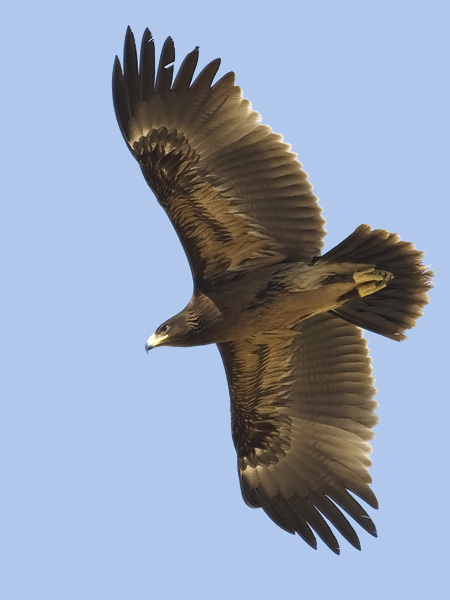 Kiljukotka, Greater Spotted Eagle, Clanga clanga